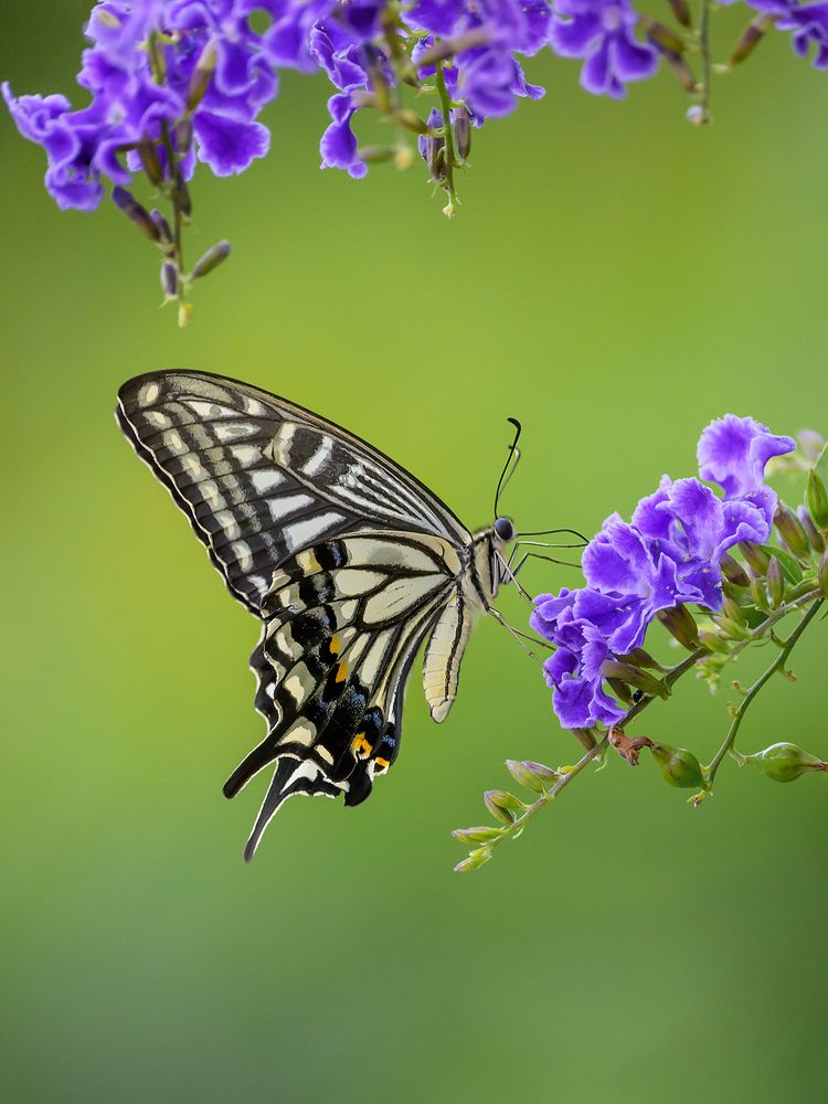 Swallowtail