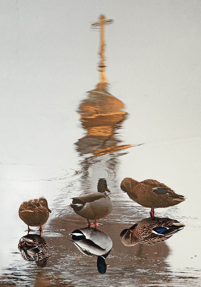 Фотография автора Елена Бурцева