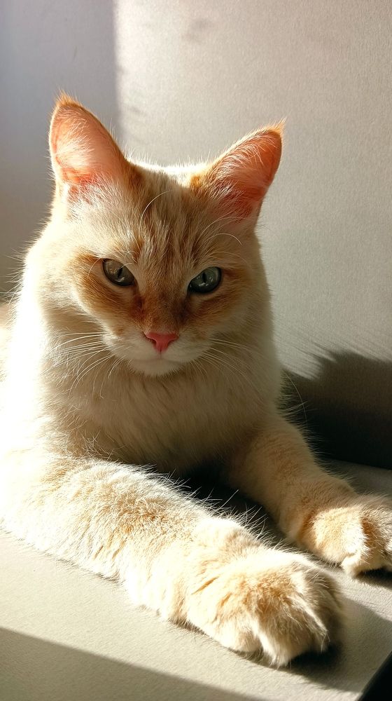 Мой сфинкс/My sphinx