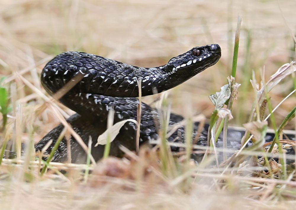 Photograph by Чернобай Анна