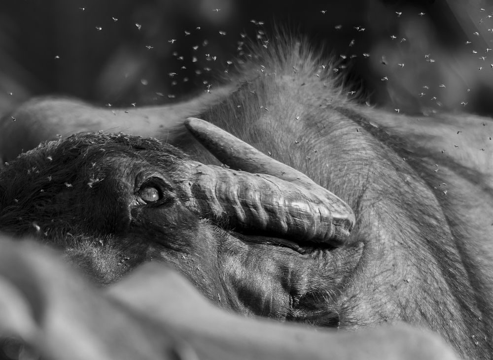 Photograph by Muhammed Zidan Photography