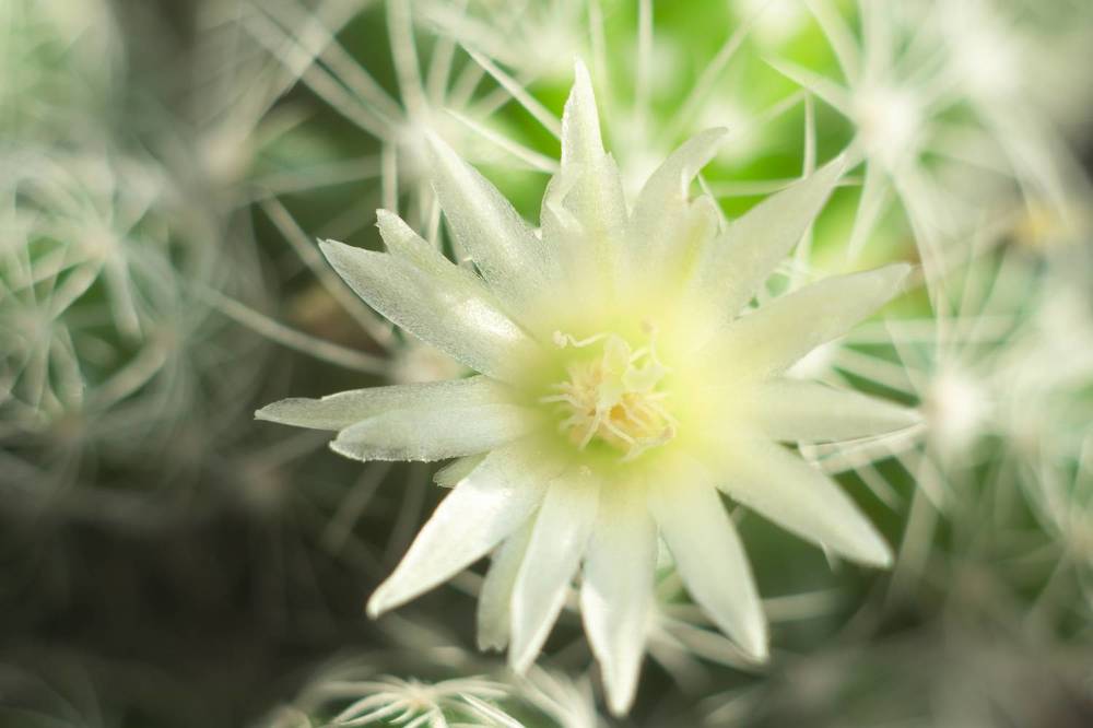 Комнатные цветы. Мягкое макро