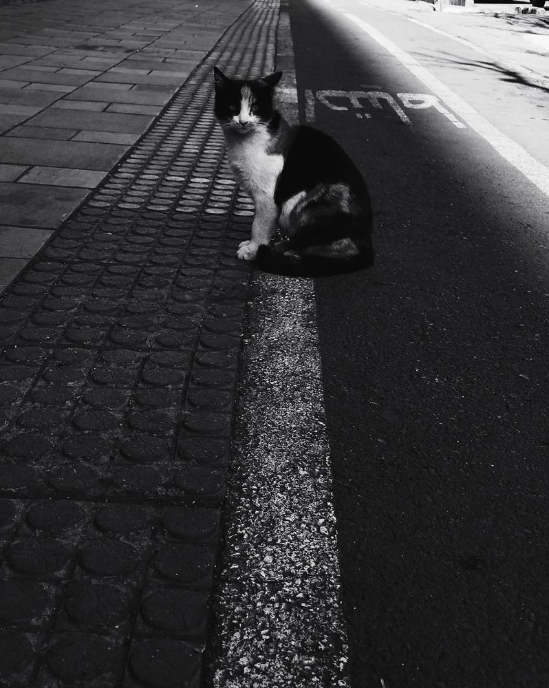 Photo #8691661