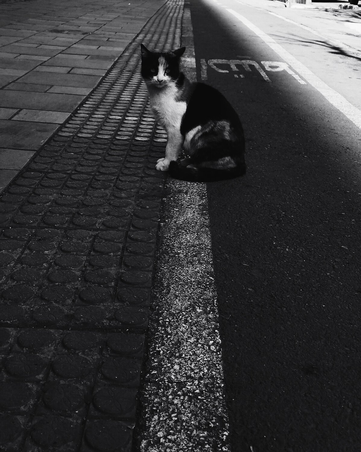 Photo #8691661