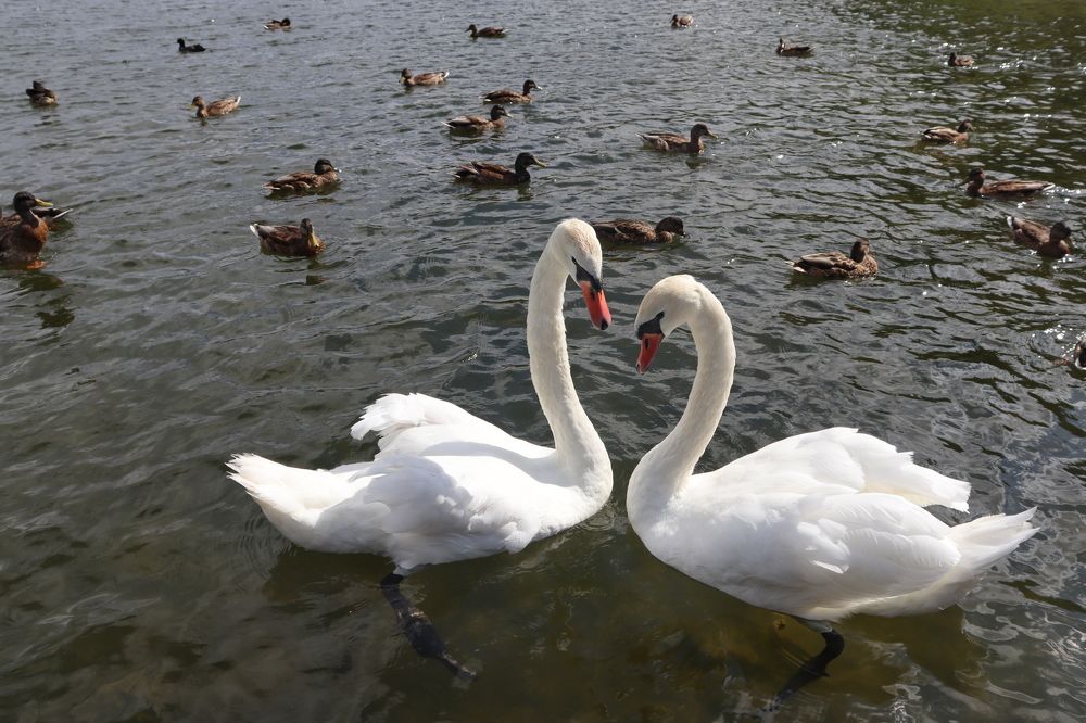 Photograph by ОЛЬГА ДЕРБЕНЕВА