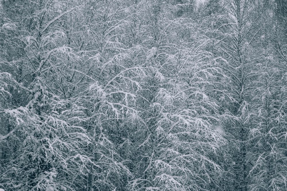 Photograph by Алексей Голубев