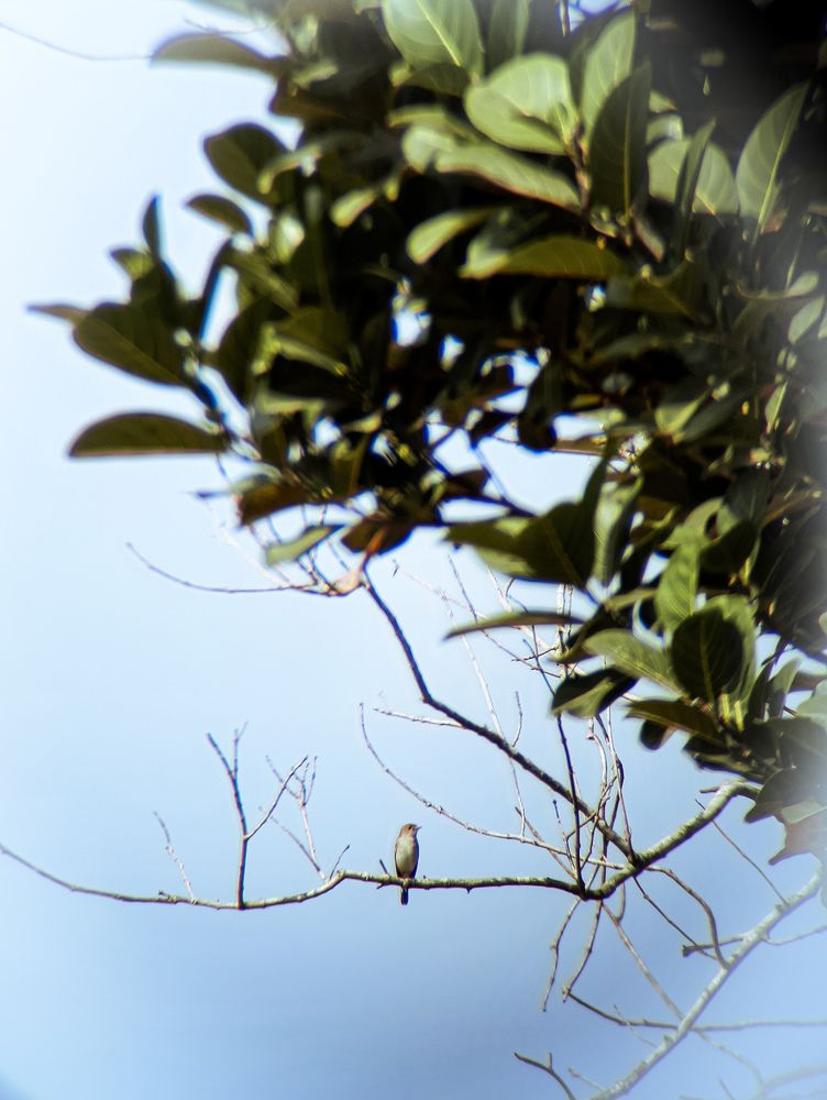 Brown butcher bird.....