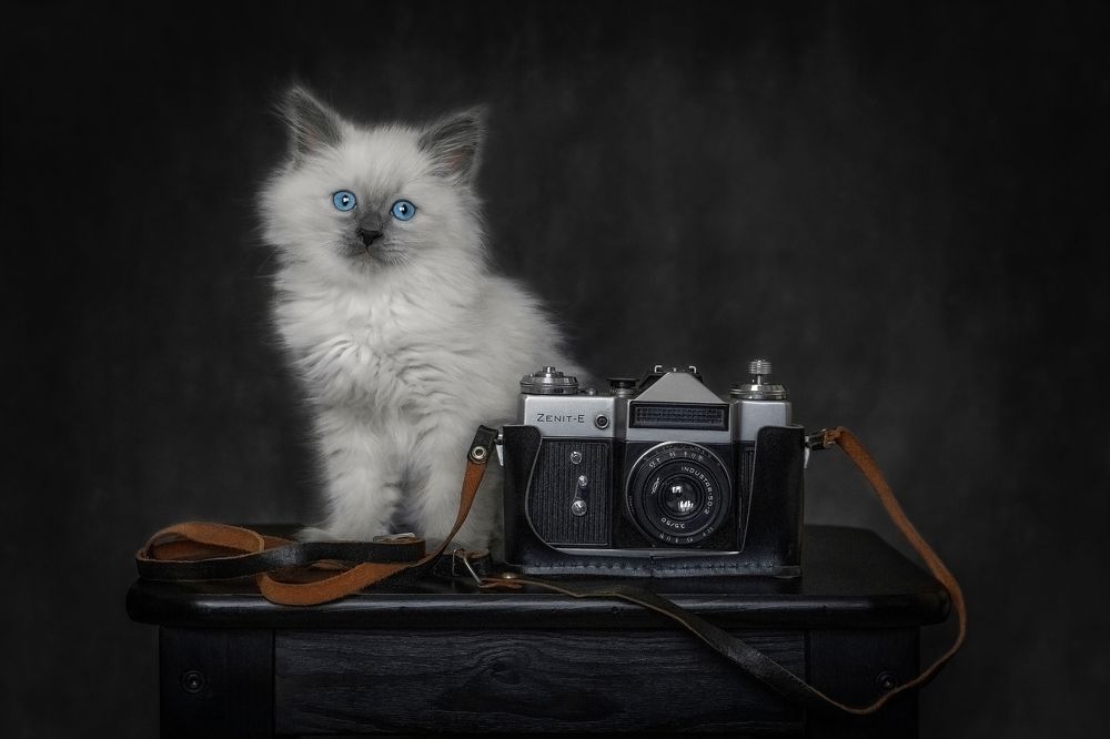 Котофотограф