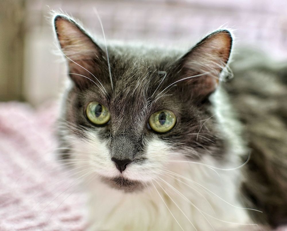 Просто Муся