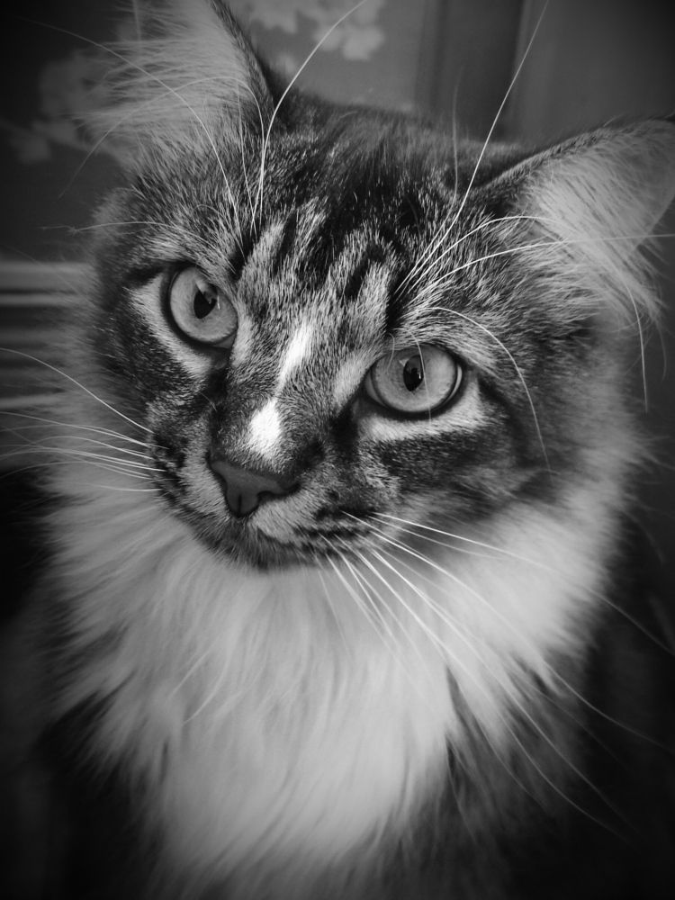 Photograph by Ирина Подлубная
