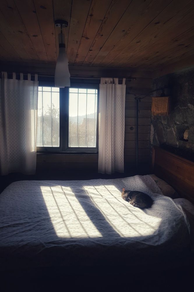 Sleeping kitten under the sunshine.