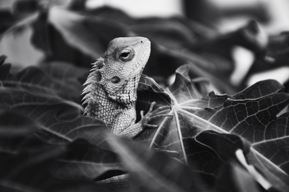 Chameleon