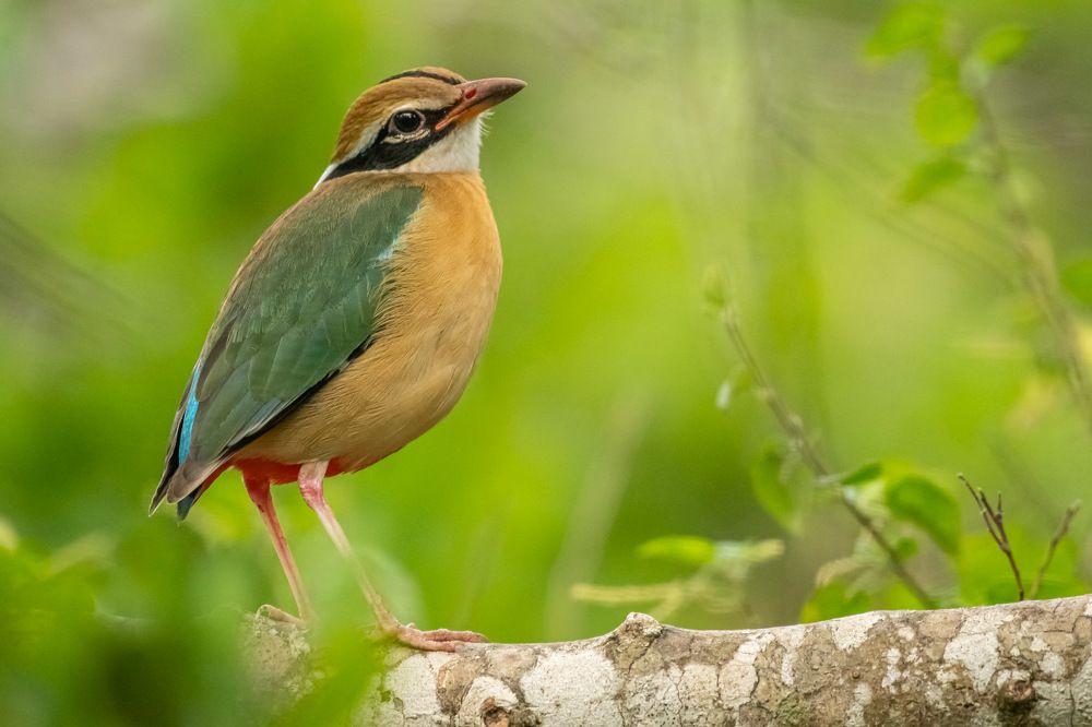 Photograph by Sampath Perera