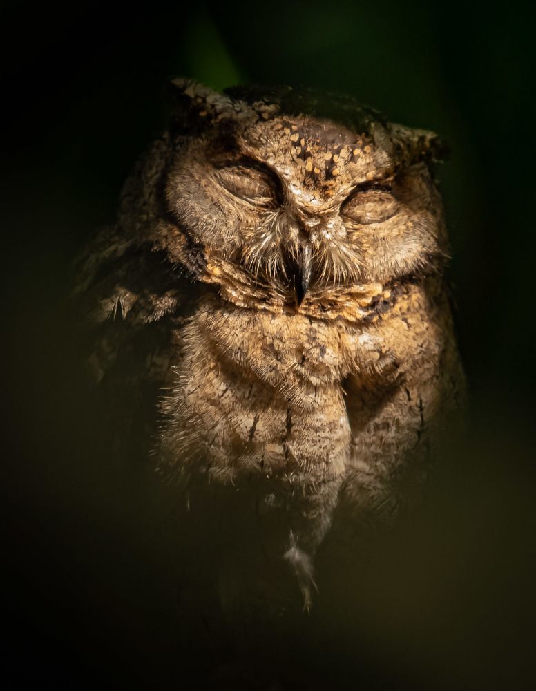 Photograph by Sampath Perera