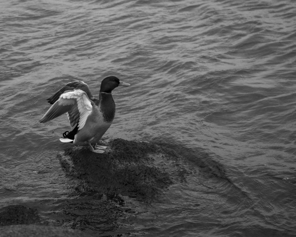 Photograph by Natalja Poplavska