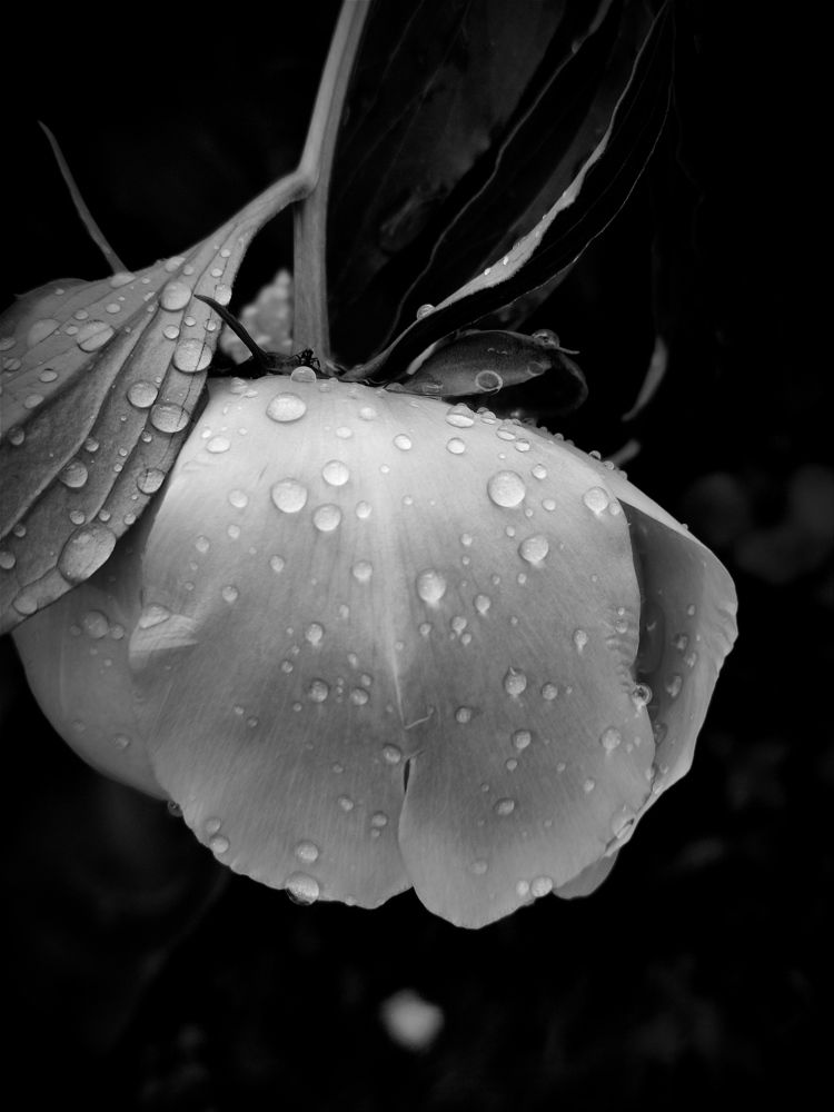 Photograph by Ирина Подлубная