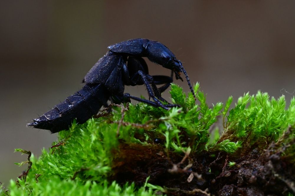 Photograph by Светлана Ивановна