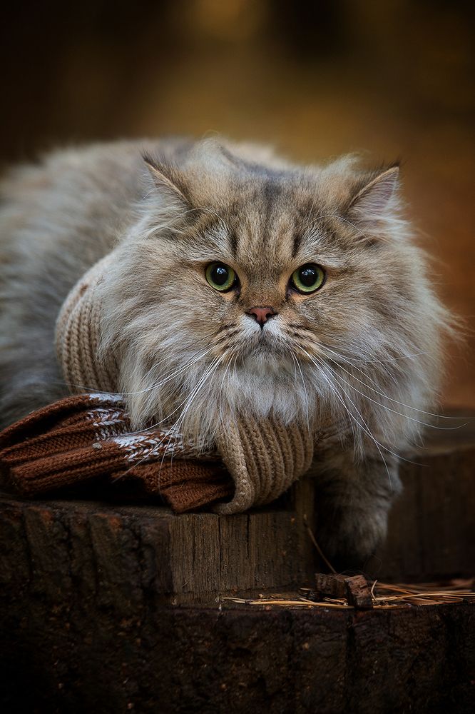 Лукас, портрет  в осеннем лесу