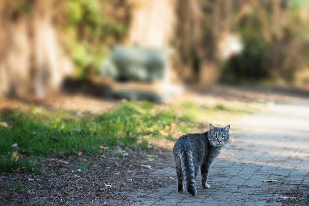 Фотография автора Mattia Ferrari