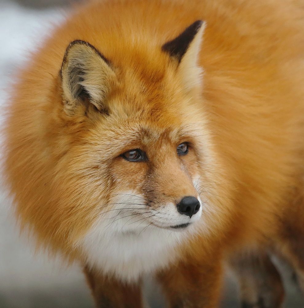 Рыжая красавица