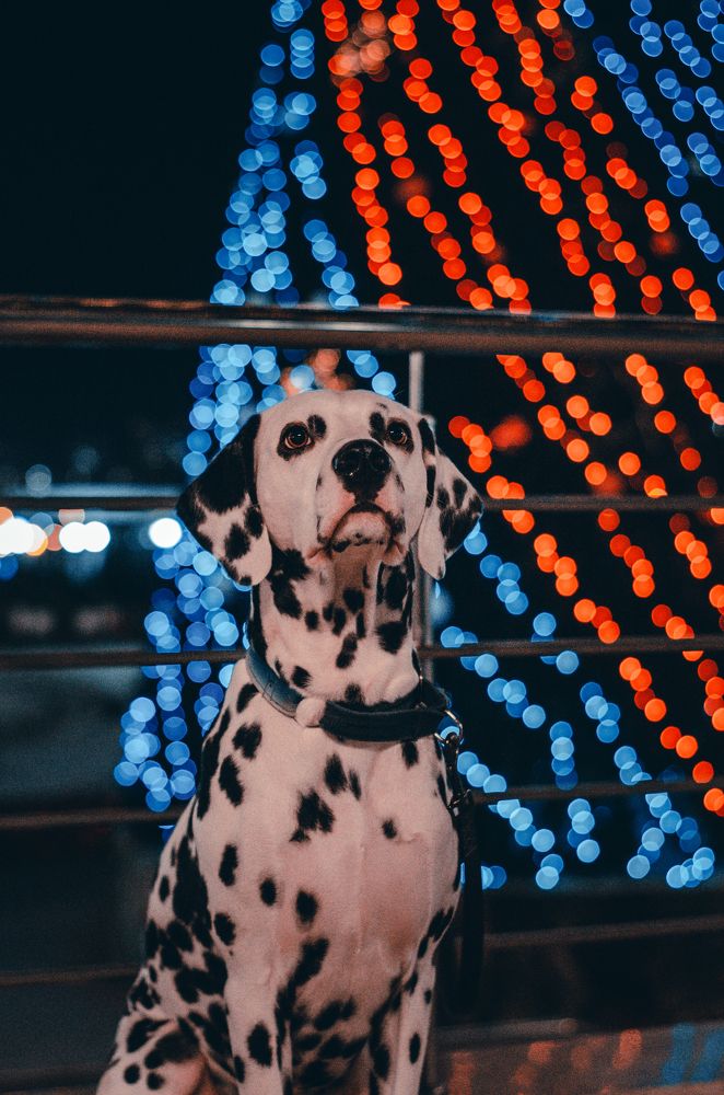 Photograph by Алина Петрушенко