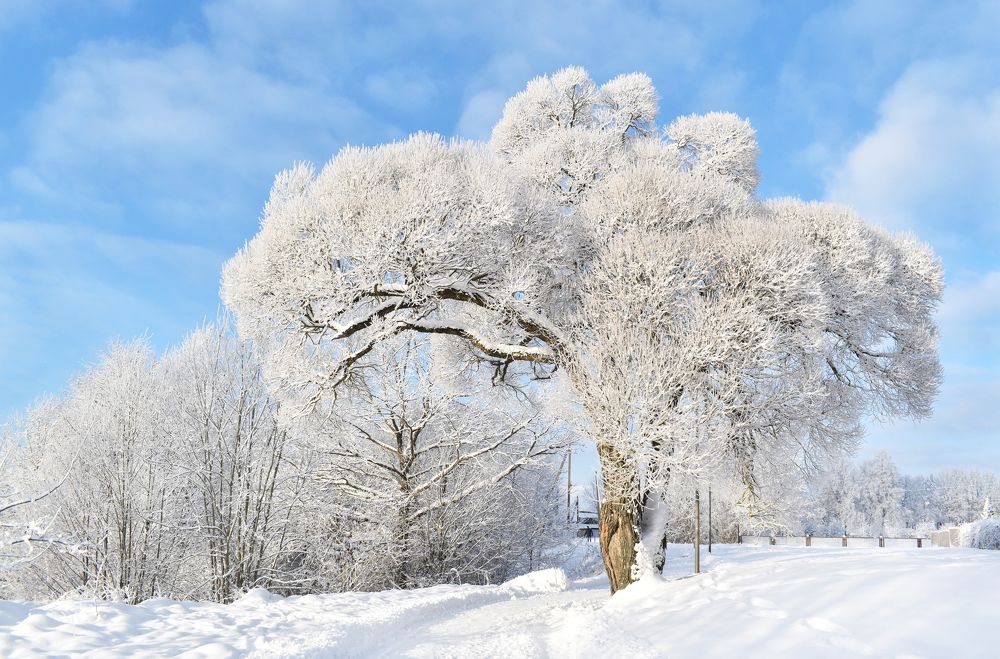 Photograph by Aušrinė Bui