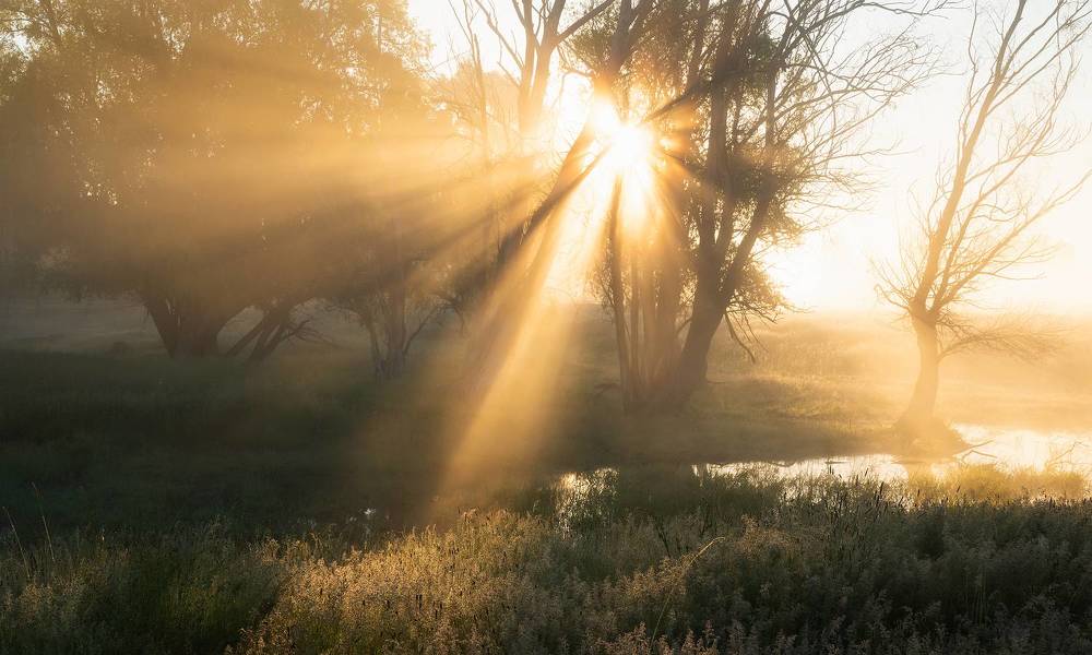 Летнее утро
