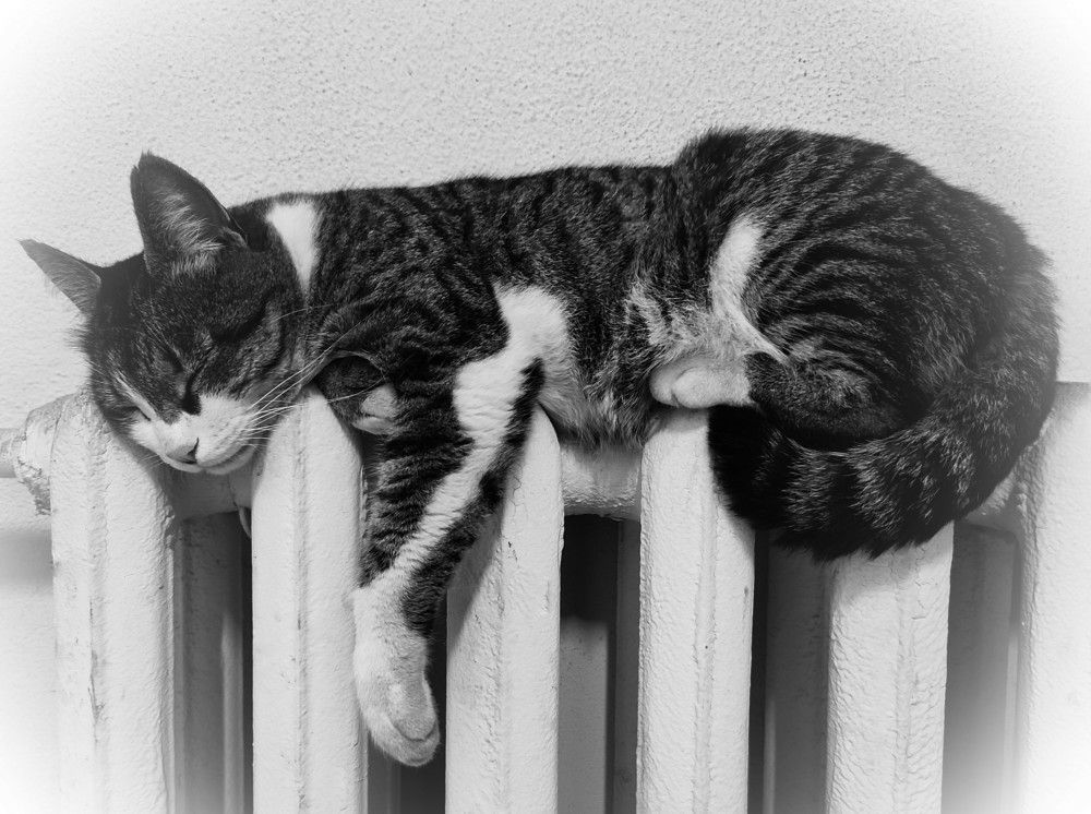 Пушистое снотворное / Fluffy Sleeping Pill