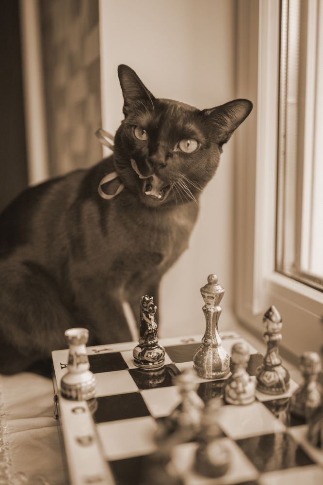 Кот Бегемот