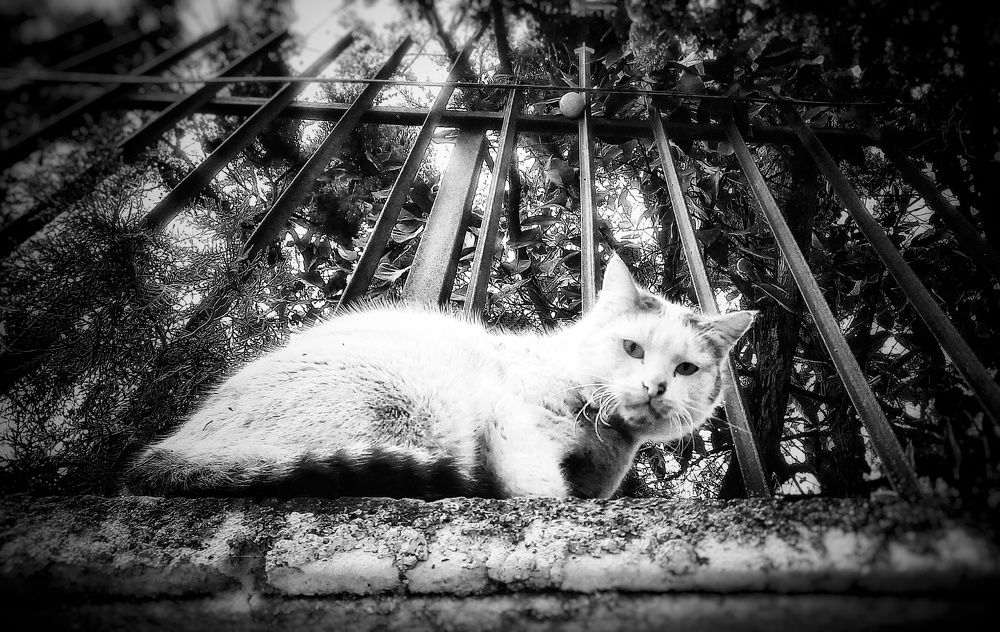 Photograph by shahin foroughi