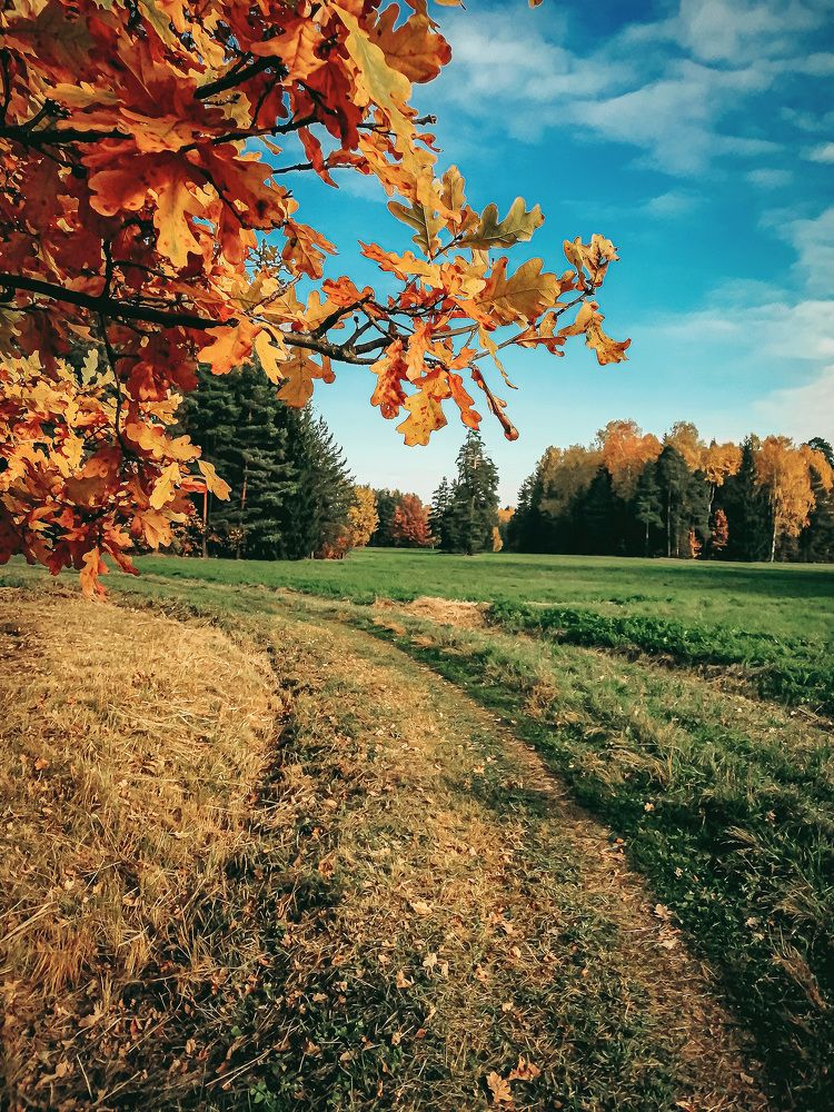 Осенний дуб в Павловске.