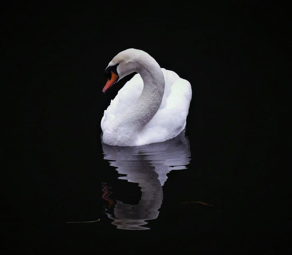 Лебединое озеро