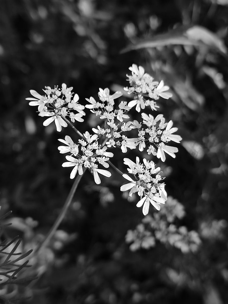 Coriander flowers
