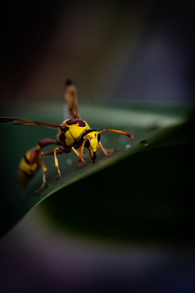 Photograph by Mutasim AL-Bulushi