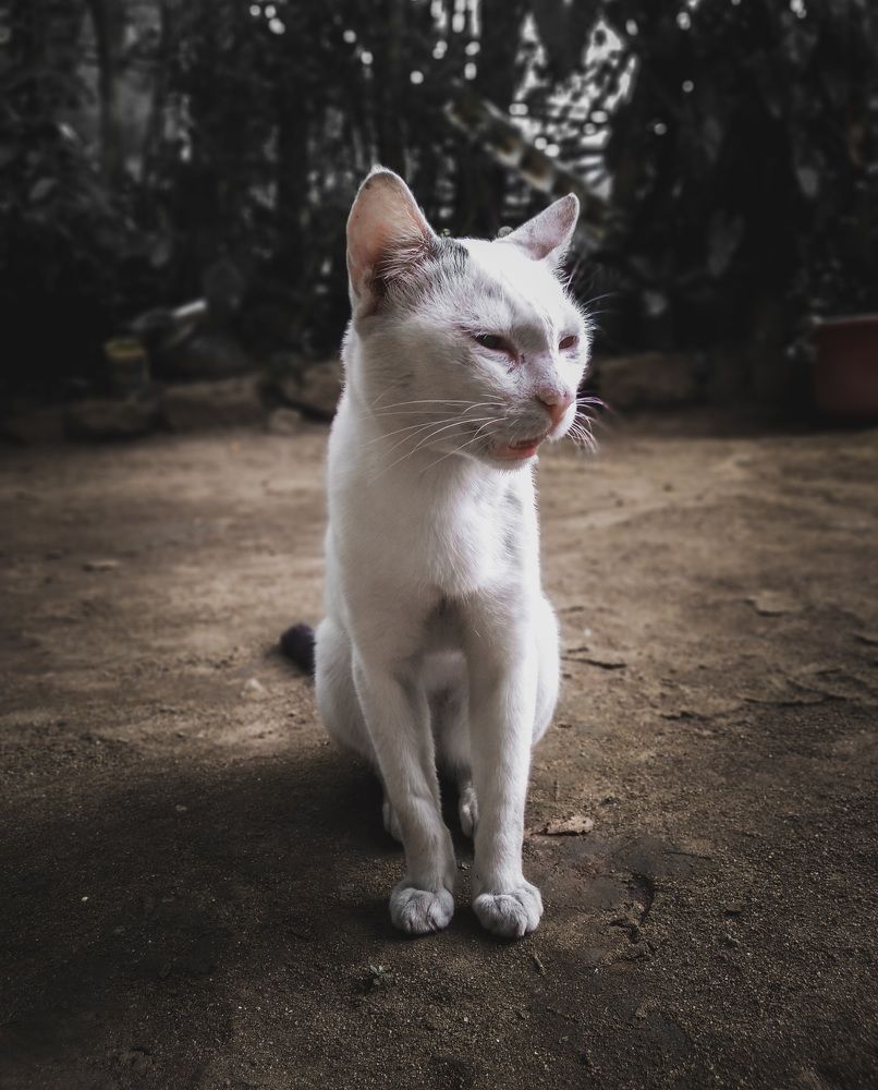 Photograph by lahiru sandaruwan