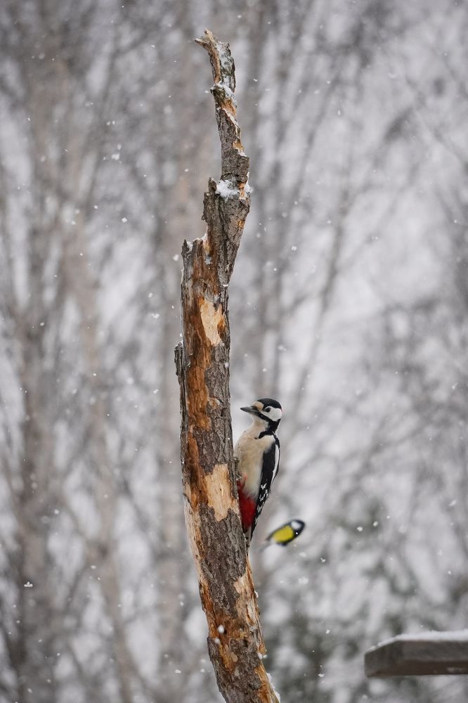Photograph by Высотских Владимир
