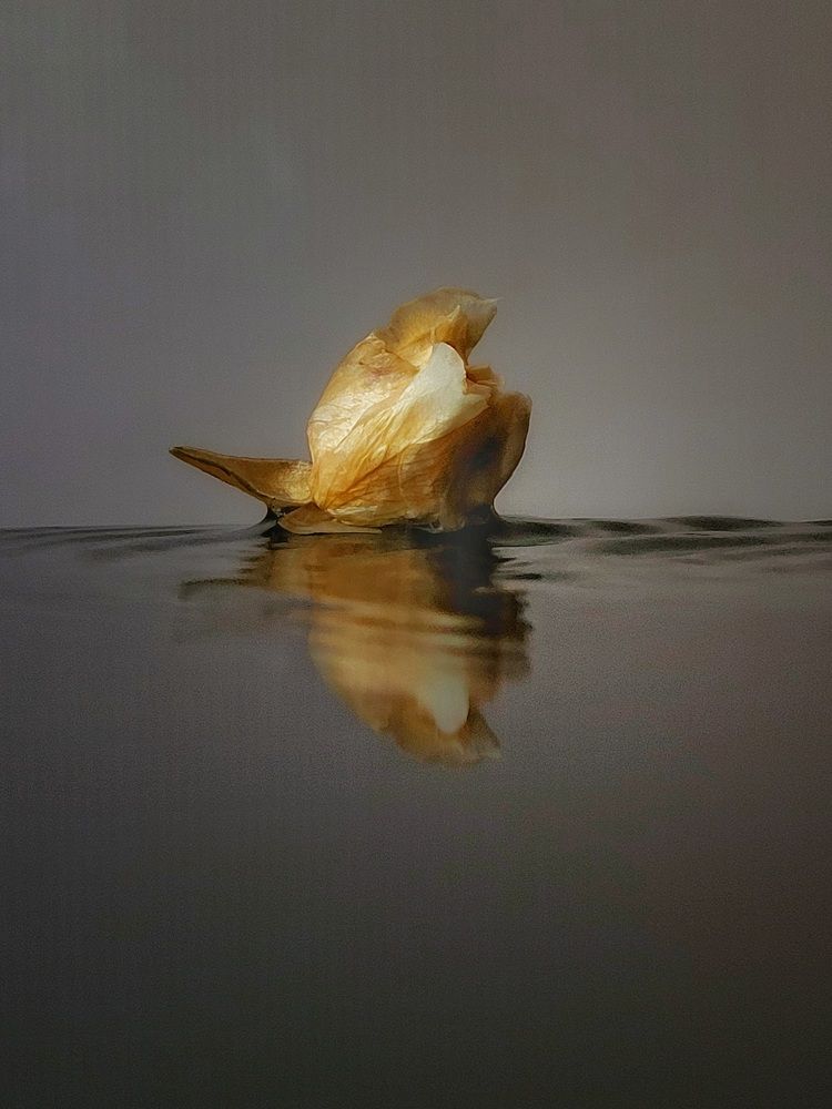 Photograph by Елена