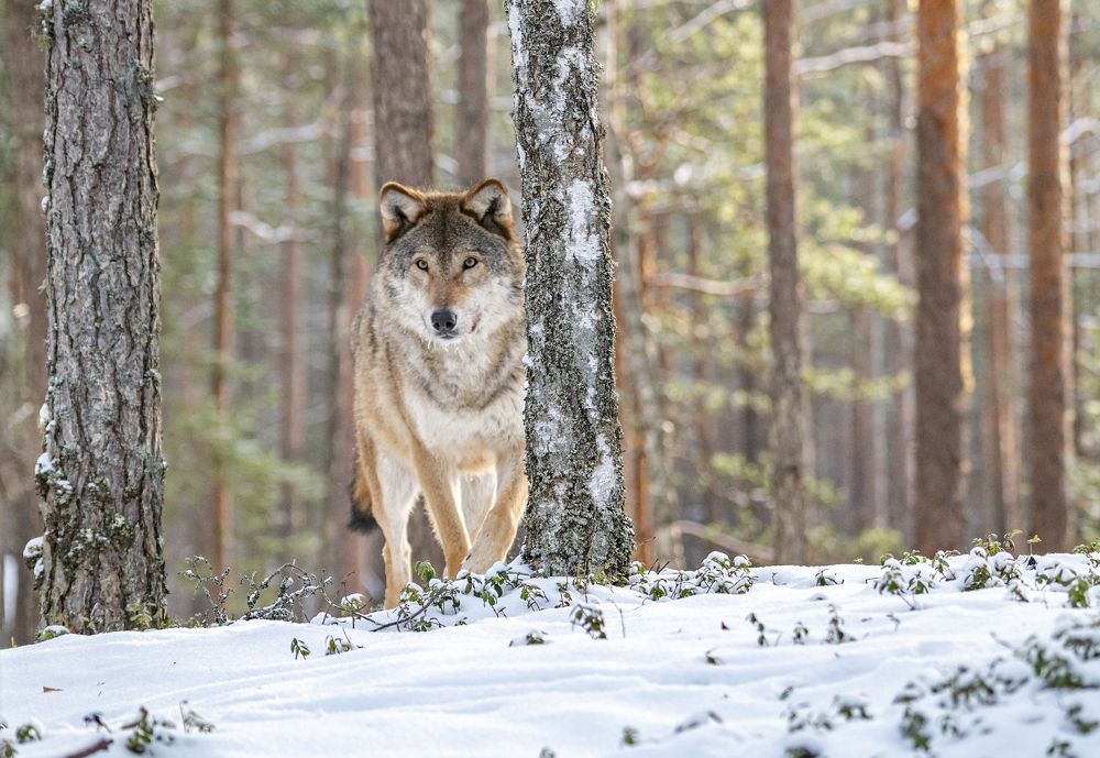 Photograph by Савчук Сергей