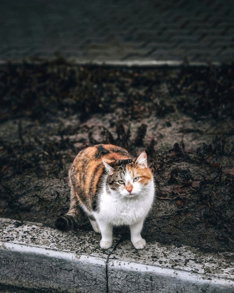 Photograph by Виктор Перегуд