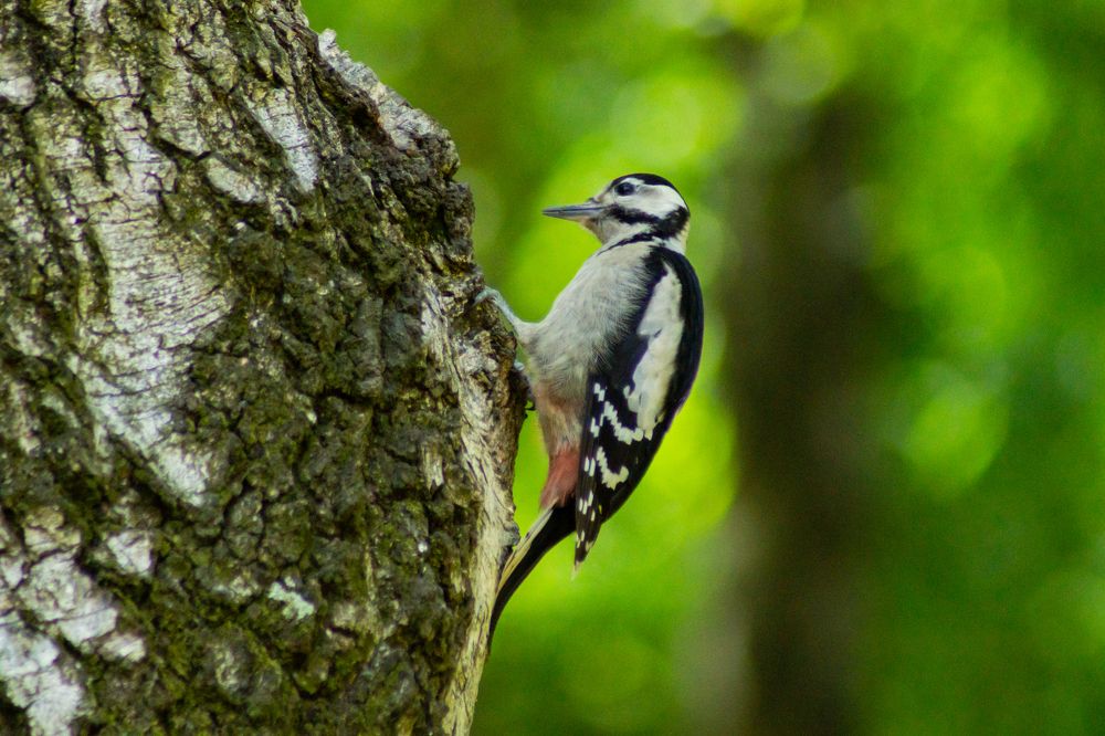 Photograph by Ilyin Evgeny