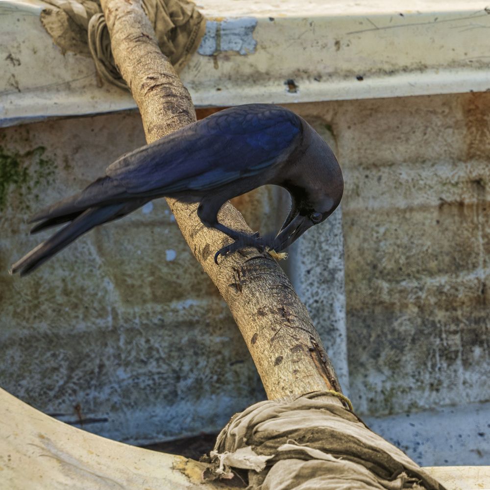 Photograph by Ivanka Iantcheva