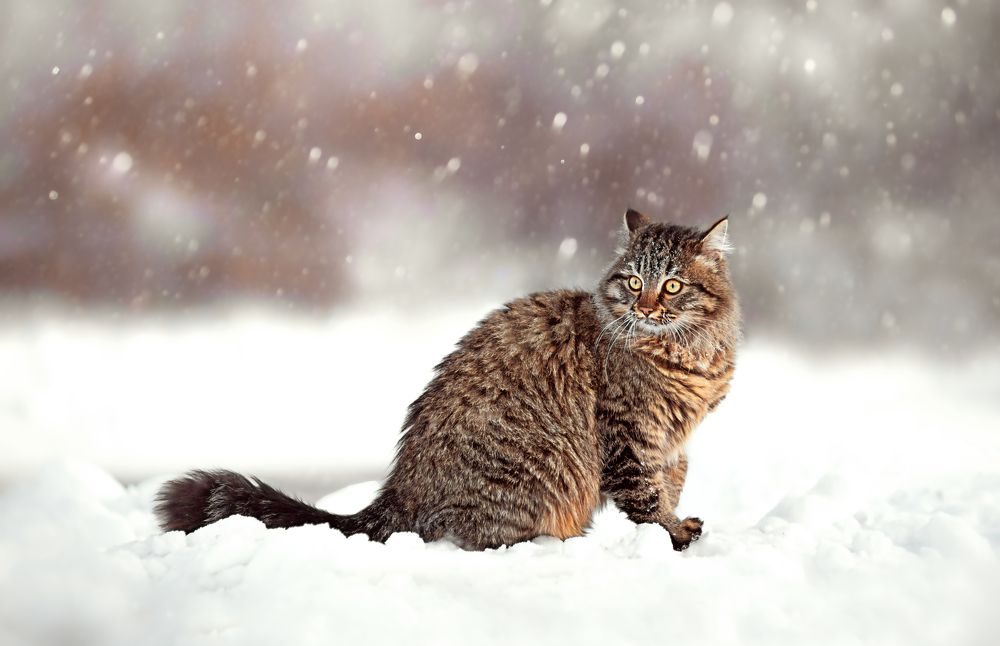 Photograph by Анастасия Пипко