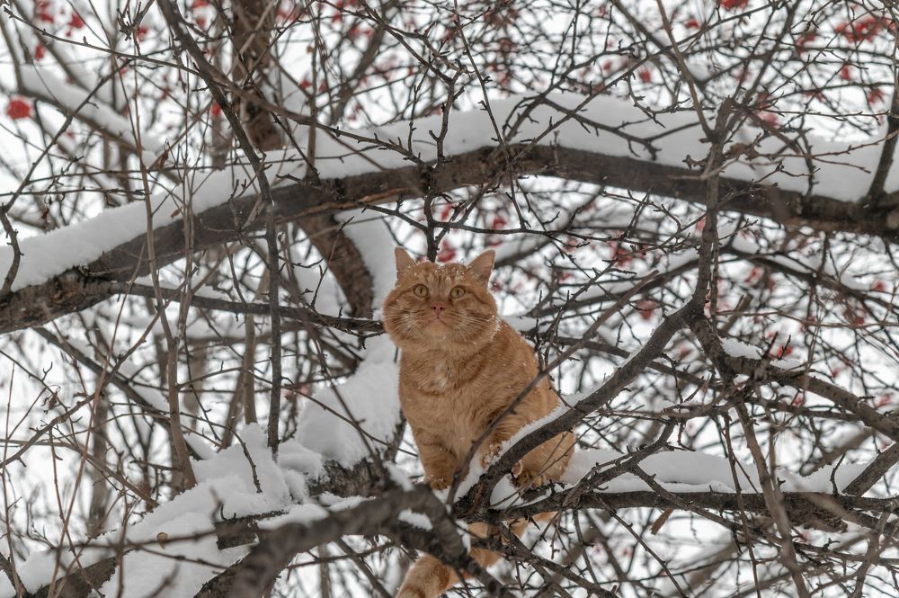 Photograph by Галина Патрушева