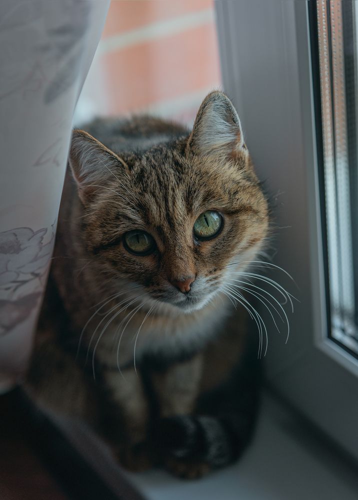 The cat is at the window.