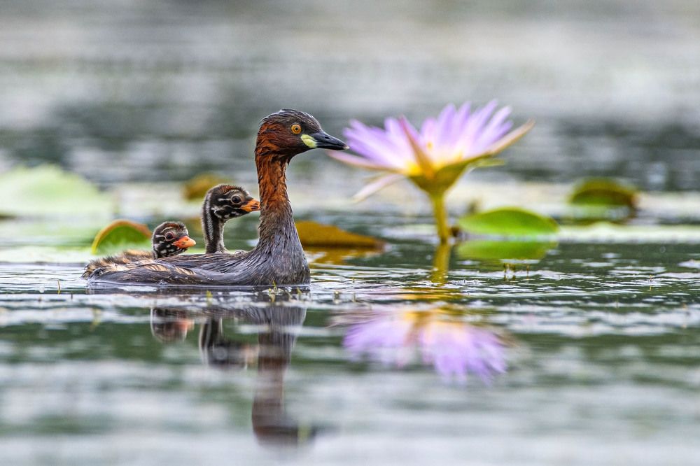 Photograph by pompi bera