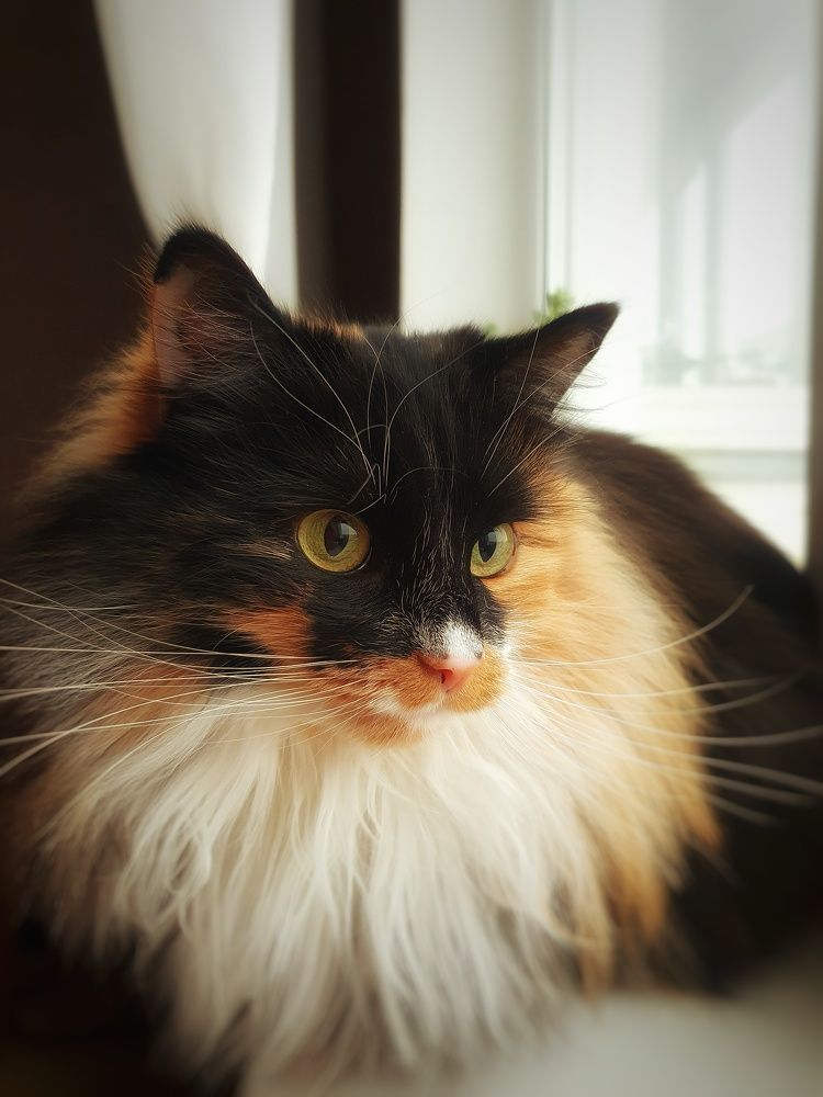 Фотография автора Мария Рудаковская