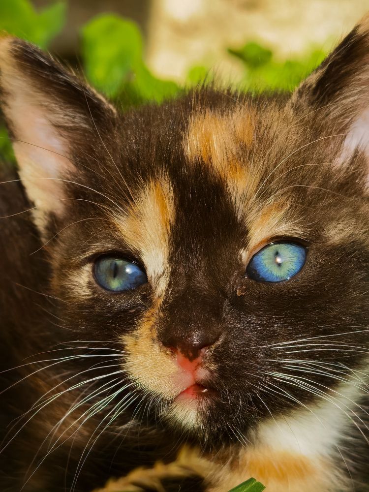 Photograph by Bojana Vein