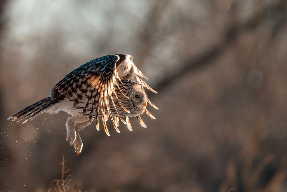 Охота серой неясыти