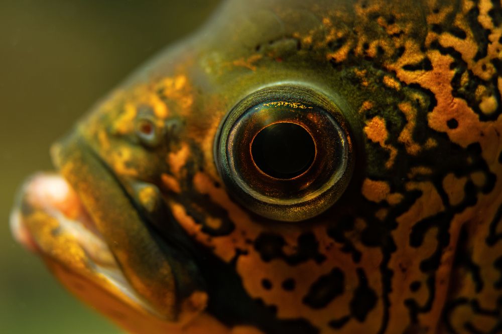 Photograph by Elena Mingazova