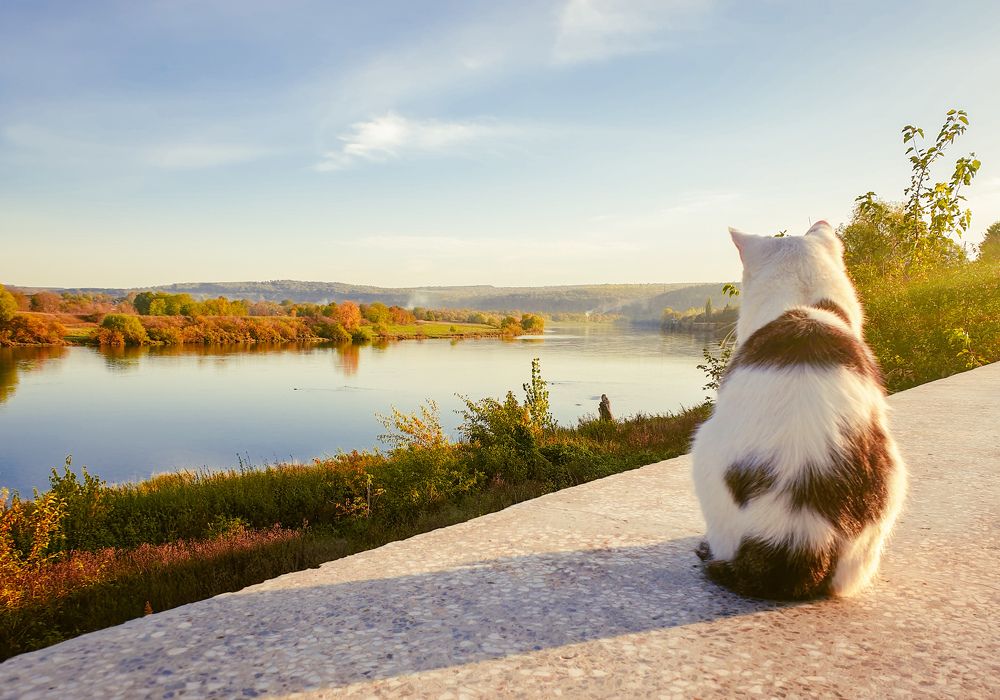 Вечерняя медитация